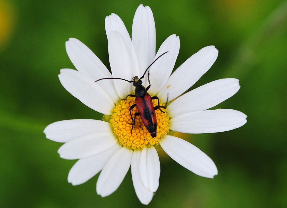 La vita in un fiore - seconda parte